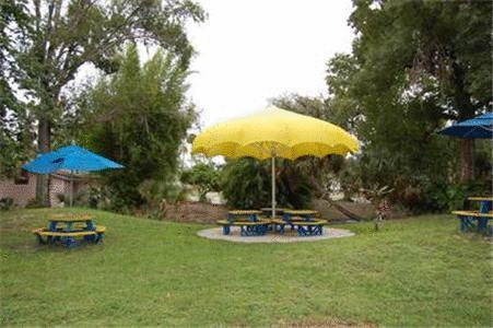 Tropical Palms &