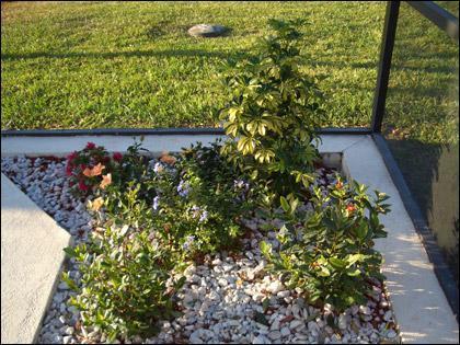 Front Oasis *